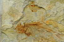 ����ǰ���㻯ʯ����