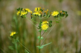 һ���ɫҰ��