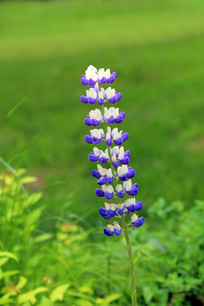 ���ȶ�³����