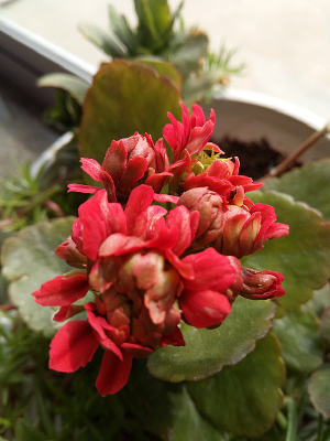 ������צ�Ļ���ͼƬ