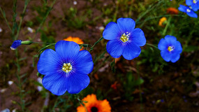 ��ɫ�ĳ�����