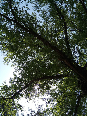 ��֦����