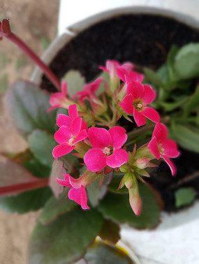 �����µĵ��껨ͼƬ