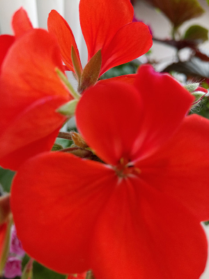 ����������ͼƬ