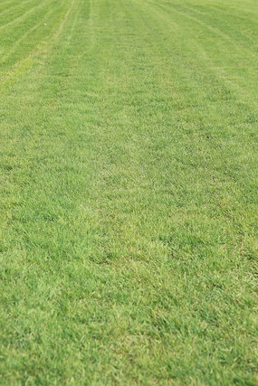 平整的草坪