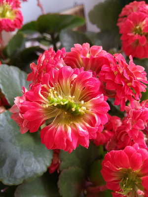 ����ɫ�Ļ���ͼƬ