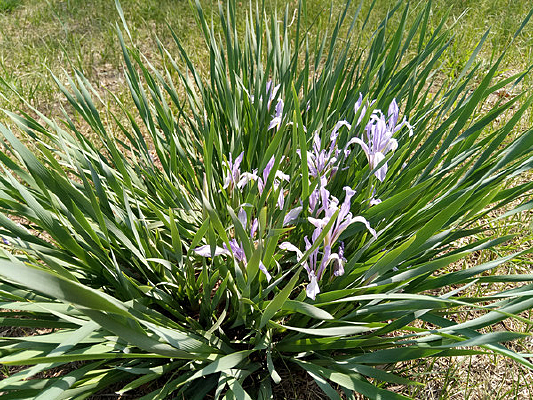 ������ͼƬ