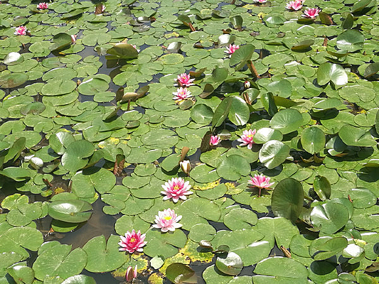 水芝