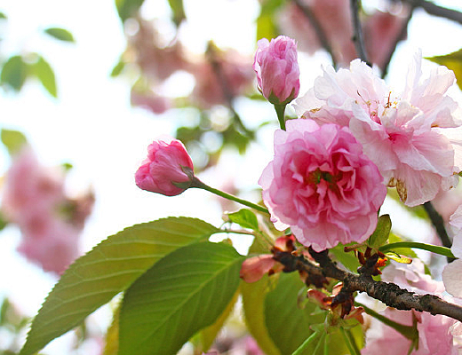 ӣ�������Ӱ