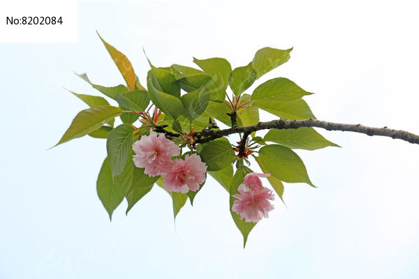 櫻花樹枝