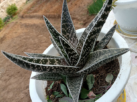 һ��«��ͼƬ