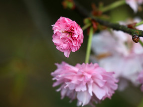 ����ʢ����ӣ��