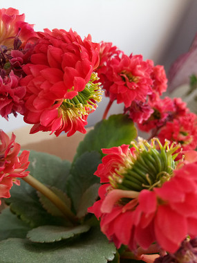 ���࿪�ŵĳ��ٻ�ͼƬ