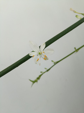 �׻���֦ͼƬ