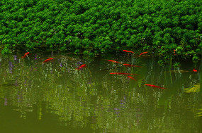 �ӱߵĺ����