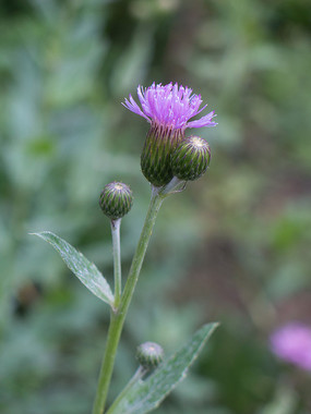 �տ�ֲ��̶���