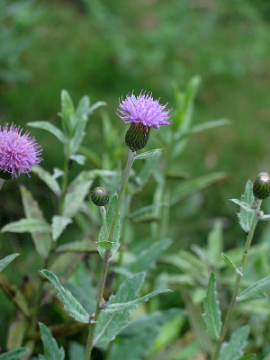 ҩ��ֲ��̶���