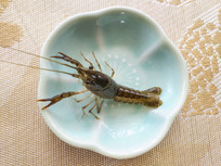 ������С��Ϻ