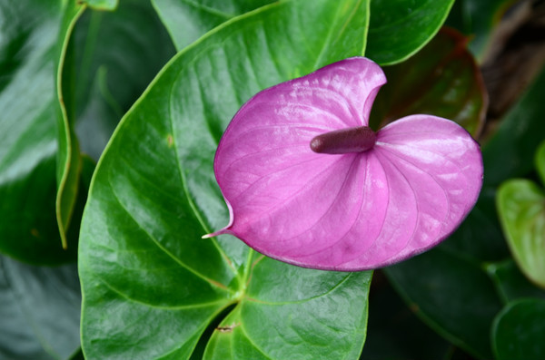 ��ɫһ����˳