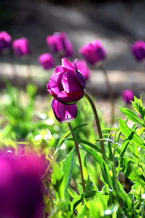 �ɰ�����ɫ������