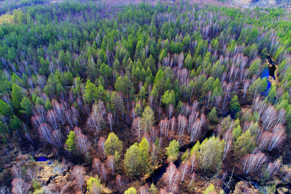 ���˰���ɭ�� ���� 