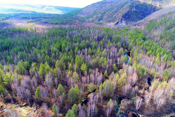 ���˰���ɭ��СϪ ���� 