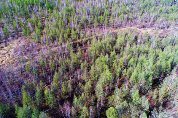 ���˰���ɭ���紺�羰 ���� 