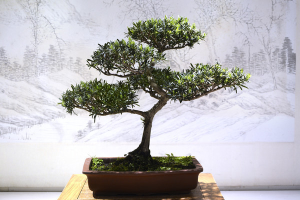 �޺����辰