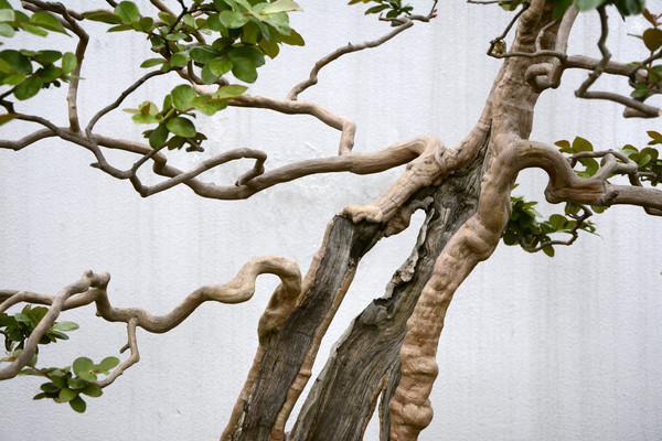 �辰��׮�ݸ�