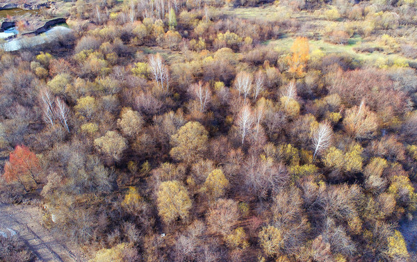 ɭ�ַ羰 ���� 