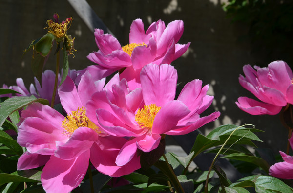 ʢ������ҩ