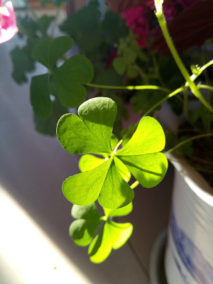 ���������Ҷ��ͼƬ