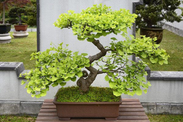 �������辰