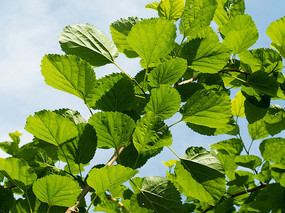 �����µ�ɣ����Ҷ