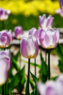 ����ɫ������