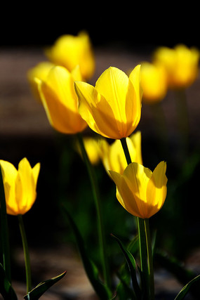 ���ŵĻ�ɫ������