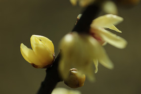 ��ɫ����÷