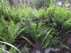 ҩ��ֲ������