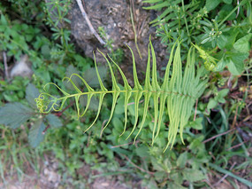 Ұ��ֲ������