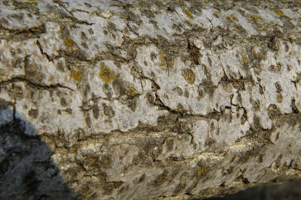 ������Ƥ