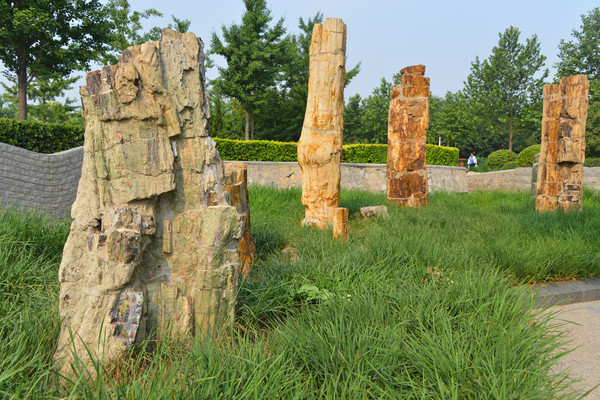 ��԰��չʾ��ľ��ʯ��