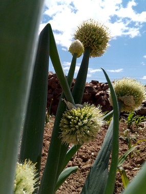 �����Ĵ�ͼƬ