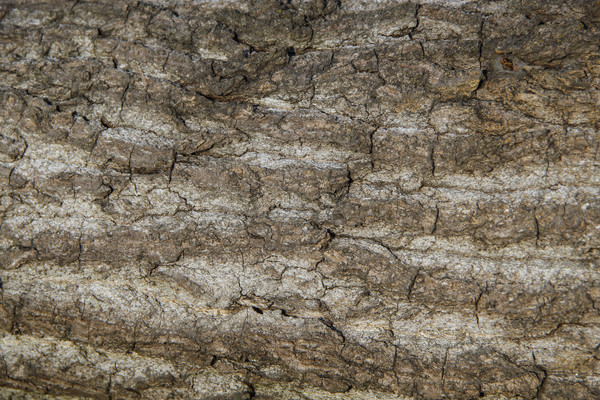 ����Ƥ��