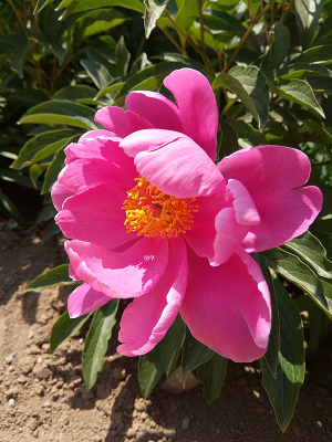 ��Ҷ�еķ�ɫ����ͼƬ