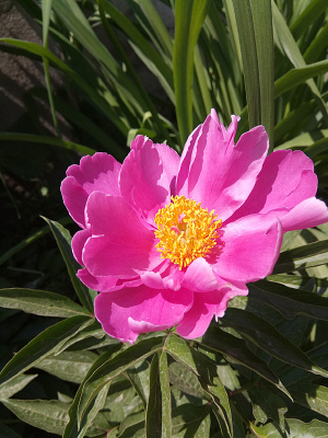 ��Ҷ���еĳ��ֻ�ͼƬ