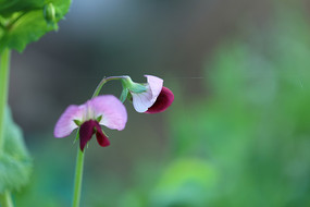 �峿���㶹��