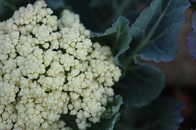 ��԰�еĻ���