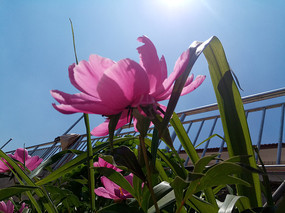 �����µĳ��ֻ�ͼƬ