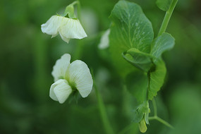 ӭ����㶹��