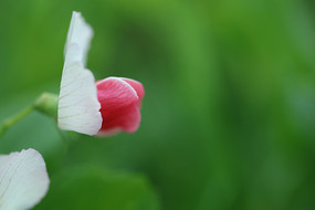 չ����㶹��